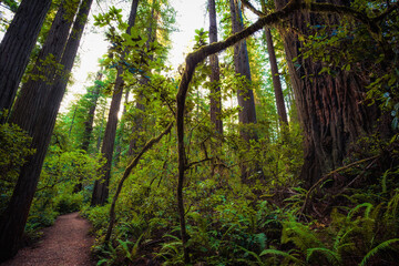 Sunrise in the Redwood Grove, Lady Bird Johnson Grove, Redwoods National and State Parks, California