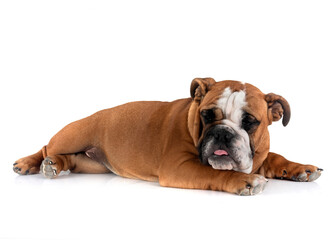 Obraz premium english bulldog in studio