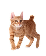 Fototapeta premium ginger cat in studio