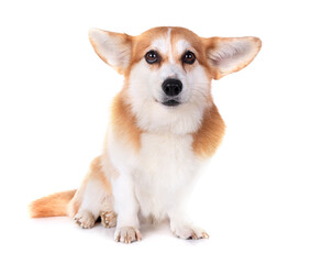 Pembroke Welsh Corgi