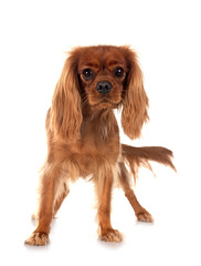 cavalier king charles in studio