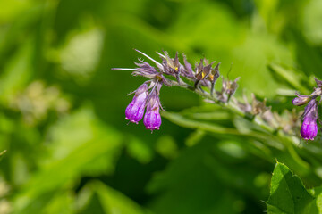 Symphytum grandiflorum is a shrub with small purple flowers on green stems