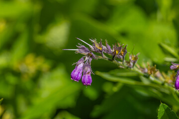 Symphytum herb macro shot with purple bells on a green stem 