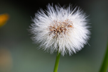 Fototapeta premium Face blow - macro shot of a dandelion head on a dark background in an autumn field
