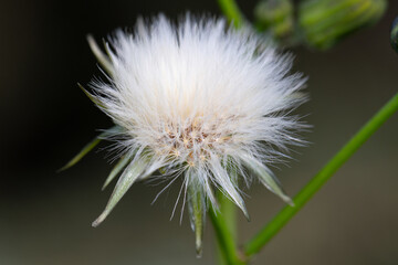 Dandelion head at the stage when it is fully open and at its peak, macro shot on a dark background