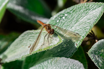 Sympetrum sanguineum - female dragonfly, macro photograph on a lamb's ears leaf
