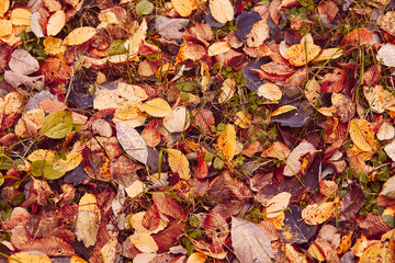 Macro autumn red leaves in the forest light shadow bokeh golden fall nature.