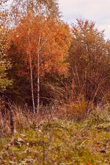 Autumn birch forest tree golden yellow leaves nature background landscape