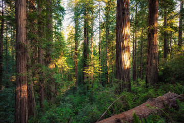 Fototapeta premium Soft Morning Light in the Redwoods, Lady Bird Johnson Grove, Redwoods National and State Parks, California