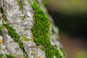 Bright green haircap moss macro on dark tree bark with soft forest bokeh © Mariia