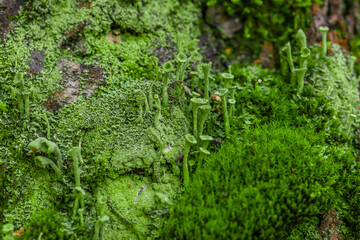 Cladonia fimbriata, elf cup - green mushroom-like growths with caps and green moss on tree bark