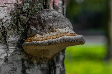 Crab-of-the-woods on the surface of birch bark in a summer forest 