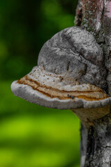 Chicken of the Woods and Dryad's Saddle are polypore fungi that parasitize birch bark, gray with orange speckles