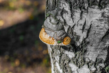 Chaga mushroom a type of fungus belonging to the genus Inonotus of the Basidiomycota division. The sterile form of the fungus is called chaga, or birch fungus