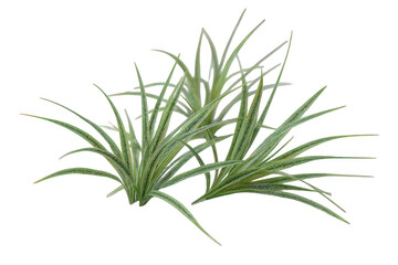 Fototapeta premium Three Green Grass Tufts in Transparent Background Isolated for Creative Design Elements Indoor Plants Fresh Foliage Natural Color Soft Lighting and Detailed Textures Close Up Still Life