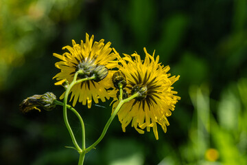 Dandelion - a genus of perennial herbaceous plants of the Asteraceae family, or Compositae, with two yellow heads growing from a single stem
