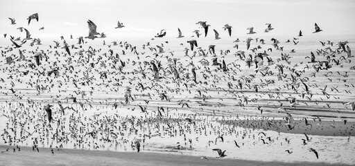Large flock of seagulls over the coast of Matosinhos near Porto in Portugal at low tide. Wide-angle aerial panorama banner with thousands of flying birds and many seagulls running on the sandy beach.