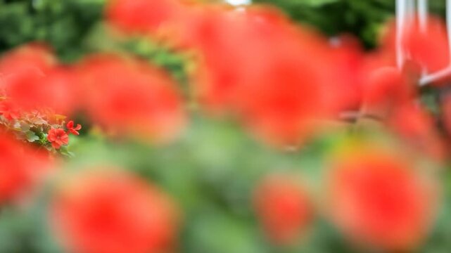 Red geranium flowers in black pot with green foliage outdoor garden floral arrangement