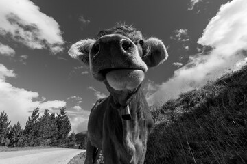 Curious cow close-up with wide angle perspective, funny farm animal portrait in black and white, rural countryside scene with expressive character