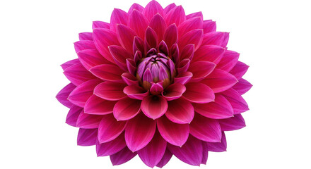 Vibrant magenta dahlia flower isolated PNG, close-up of a beautiful bloom on transparent background for floral design projects