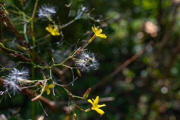 wall lettuce, Lactuca muralis, a bush with yellow flowers resembling dandelions and fluffy white flowers
