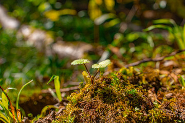 Saxifraga stolonifera growing on moss, macro photograph in an autumn forest