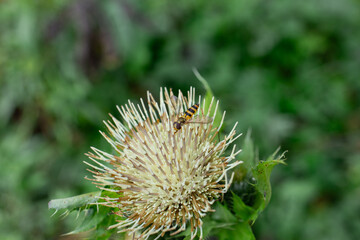 marsh thistle - macro shot of head with white petals on green stem