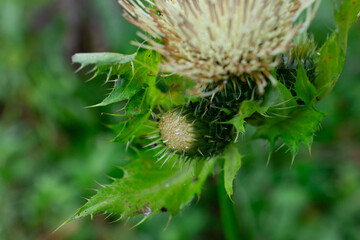 Cirsium oleraceum - large white head with petals around the inflorescence and a fly near the center