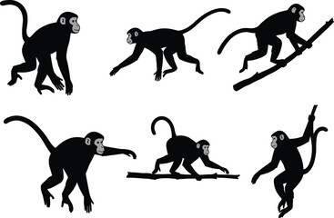 Monkey silhouette vector, walking monkey, climbing monkey, animal motion pose, white face detail, wildlife illustration, black monkey shape, isolated design