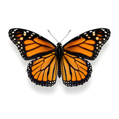 Obraz premium Isolated Full Body Monarch Butterfly with Fully Spread Wings