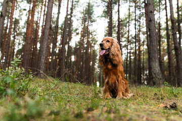 Portret czerwonego angielskiego cocker spaniela na tle jesiennego lasu.