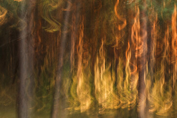 Abstrakcyjne zdjęcie lasu wykonane na długim czasie naświetlania, z poruszonymi pionowymi pniami...