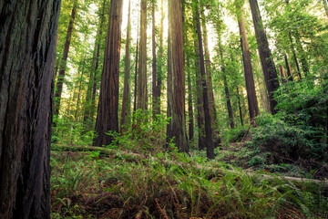 Light Illuminates the Redwoods, Rockefeller Loop, Redwood National and State Parks