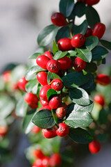 Die roten Beeren der Steinmispel, Cotoneaster