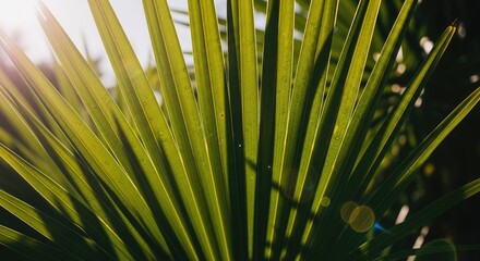 Sunlight filtering through vibrant green palm leaves.