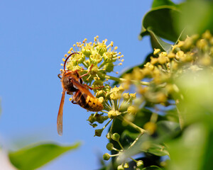 Eine Hornisse sitzt auf den Fruchtdolden des Efeus