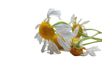 Wilted White and Yellow Daisies with Transparent Background Showcasing Decay and Impermanence on Black Backdrop Captured in Natural Light Emphasizing Petal Detail and Floral Anatomy