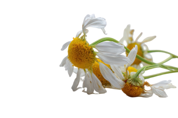 Wilted White and Yellow Daisies with Transparent Background Showcasing Decay and Impermanence on Black Backdrop Captured in Natural Light Emphasizing Petal Detail and Floral Anatomy