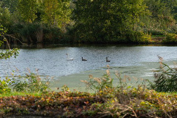 Łabędzie nieme pływają po spokojnym, jesiennym stawie w złotym świetle. © Elżbieta Kaps