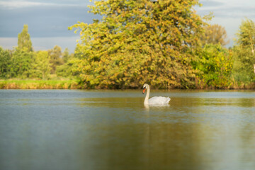 Łabędzie nieme pływają po spokojnym, jesiennym stawie w złotym świetle. © Elżbieta Kaps