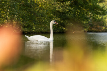 Łabędzie nieme pływają po spokojnym, jesiennym stawie w złotym świetle.