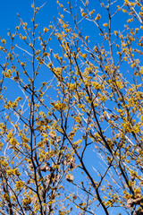 Yellow flowers of Hamamelis mollis bloom in early spring.