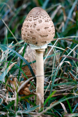 Riesenschirmpilz, Parasol