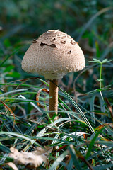 Riesenschirmpilz, Parasol