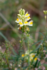 Leinkraut, Linaria vulgaris