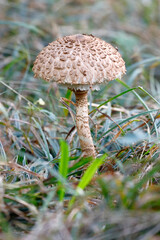 Riesenschimrpilz, Parasol
