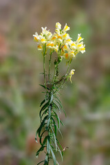 Leinkraut, Linaria vulgaris