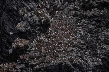 Big gannet colony on the rock cliff.  Northern gannet with rock in the background, Runde Island,...