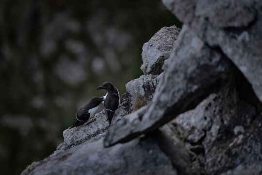 Razorbill, Alca torda, arctic black and white bird sitting on the rock, nature habitat, Iceland. Sea bird from Norway, on the rocky cliff. Razorbill, courtship on a rock, feather plucking.