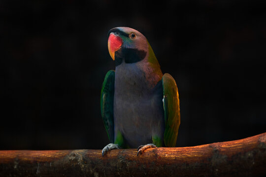 Derbyan Parakeet, Psittacula derbiana, parrot sitting on the branch in dakr forest, Yunnan, China. Green grey bird in the nature habitat, wildlife. Derbyan Parakeet, with pik red bill.